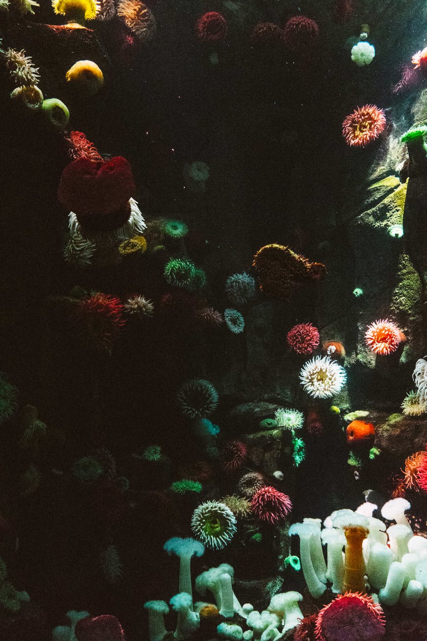 assorted color corals